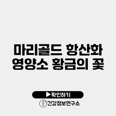 마리골드 항산화 영양소 황금의 꽃